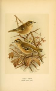 Gold Crest  illustration from the e Biodiversity Heritage Library on Flickr Public domain