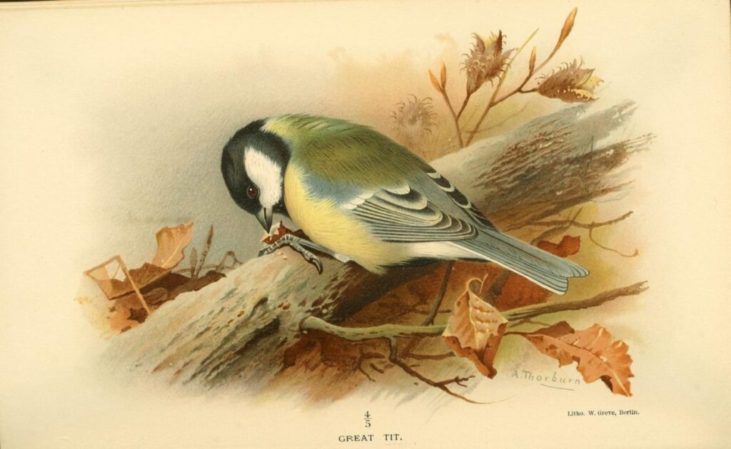Great Tit illustration form an old book