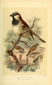House sparrow illustration from the e Biodiversity Heritage Library on Flickr Public domain