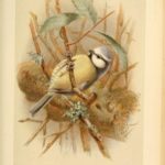 Blue Tit