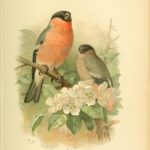 Bullfinch
