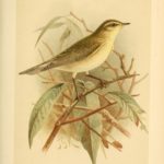 Chiffchaff