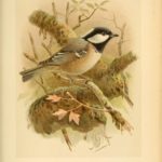 Coal Tit