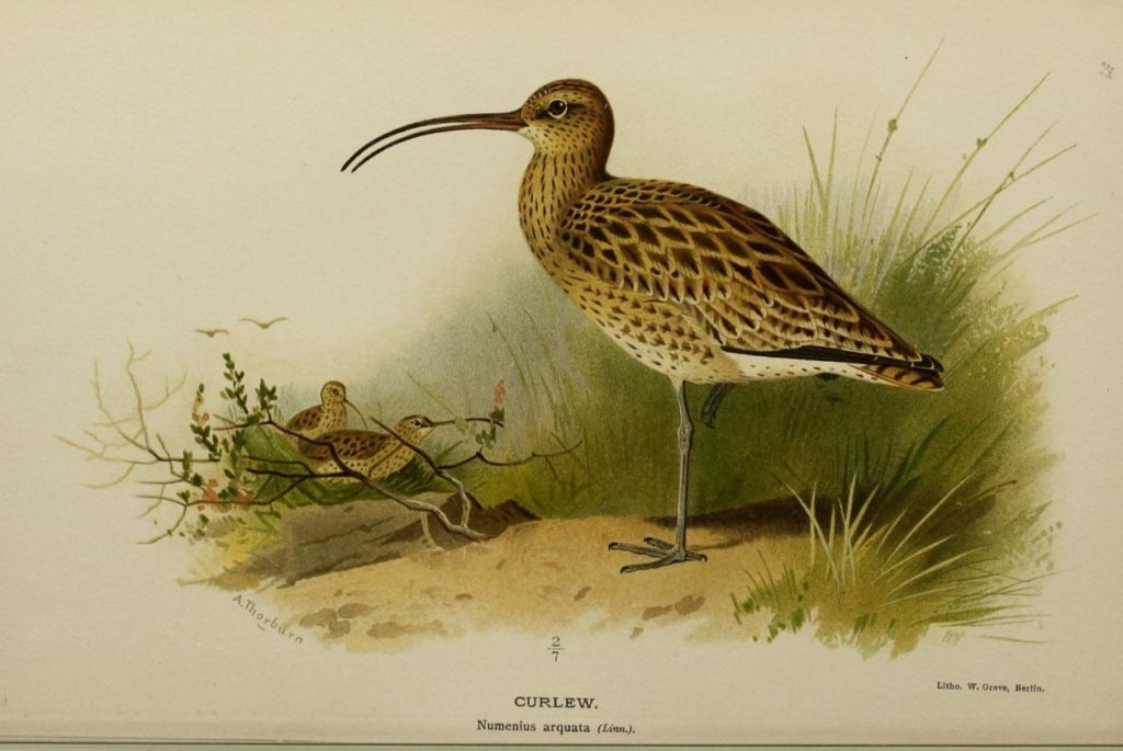 curlew