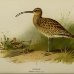 curlew