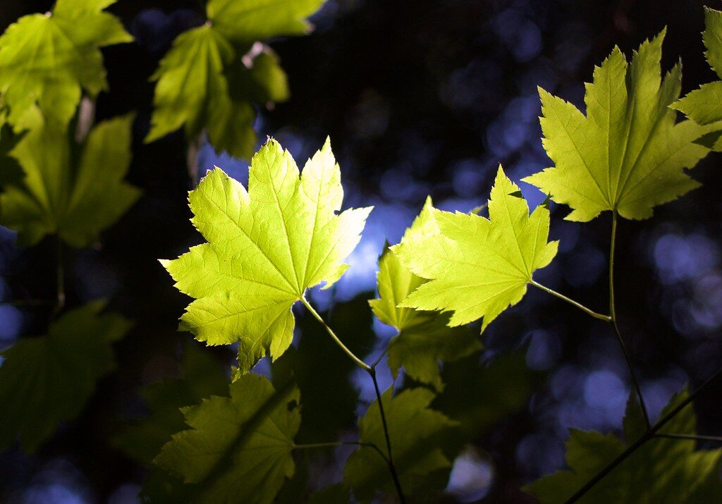 photo of some maple leaves the ones in the middle backlit dark background.