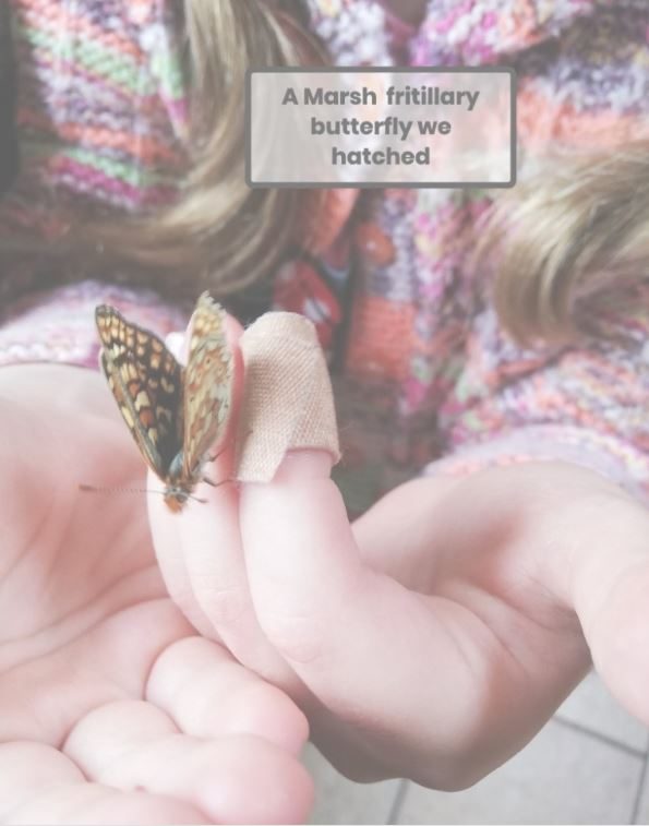 holding a butterfly