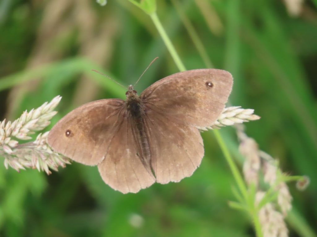 Ringlet