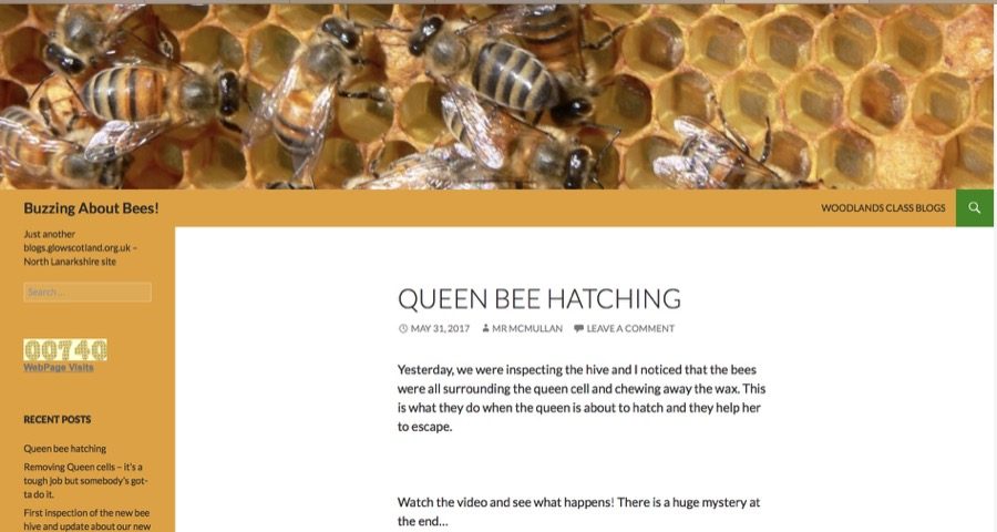 Queen bee hatching