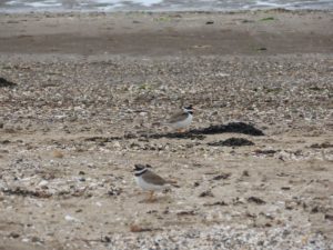 4 ringed plovers, 2 adults & 2 chicks