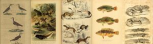 plates from old natural history books, all public domain