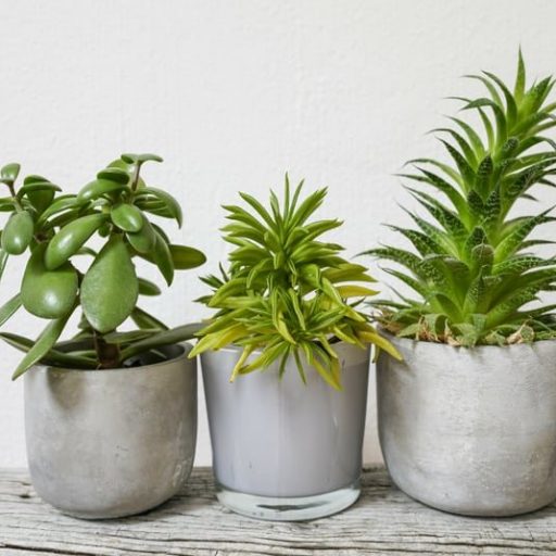 free download best indoor plants