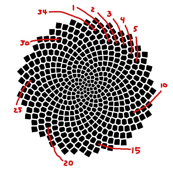 fibonacci spiral explained