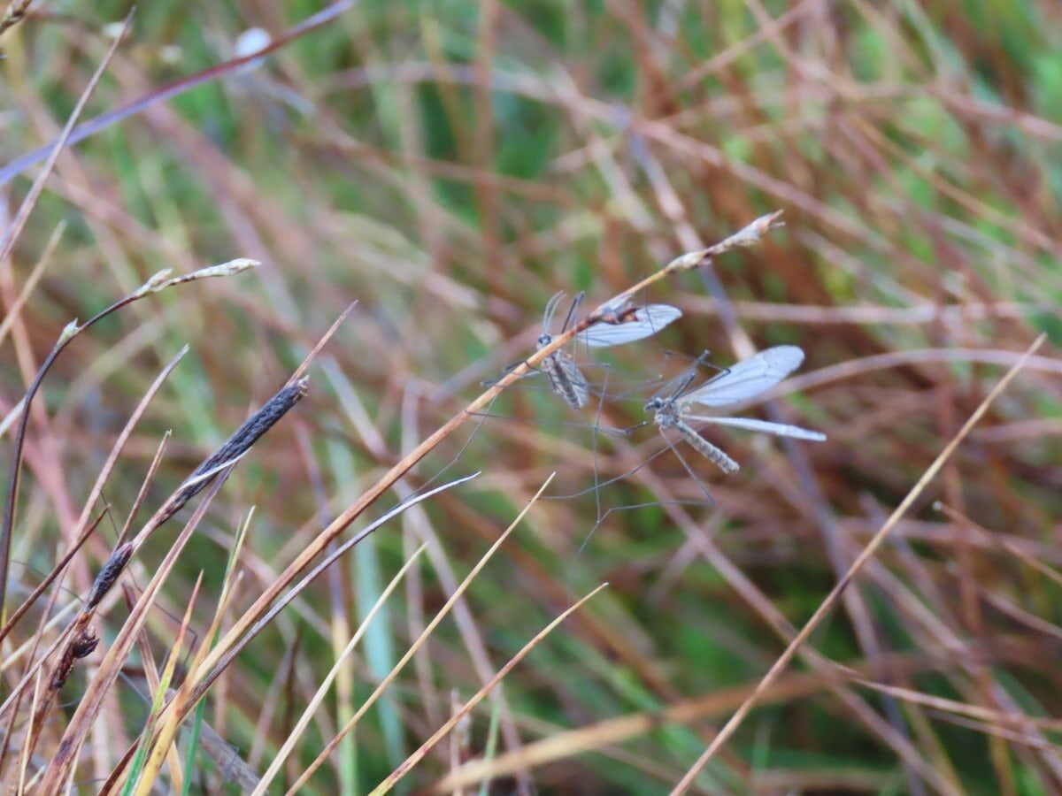 craneflyies in the grass