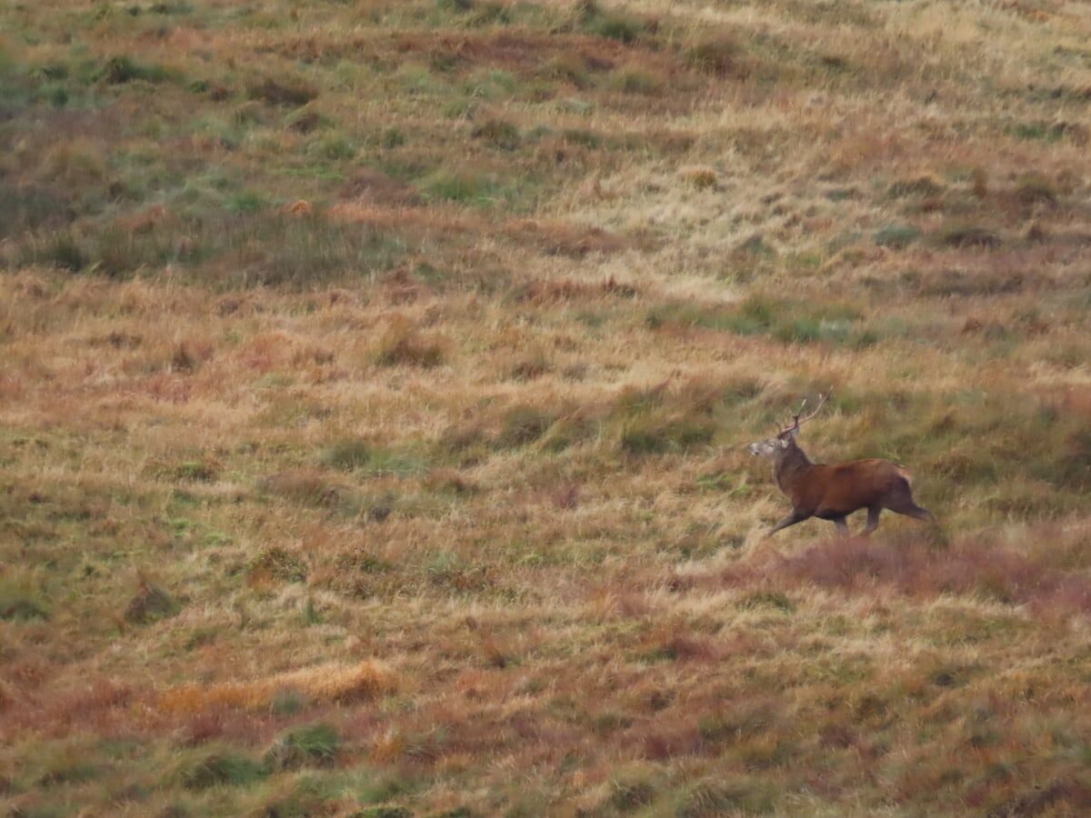 Red Deer