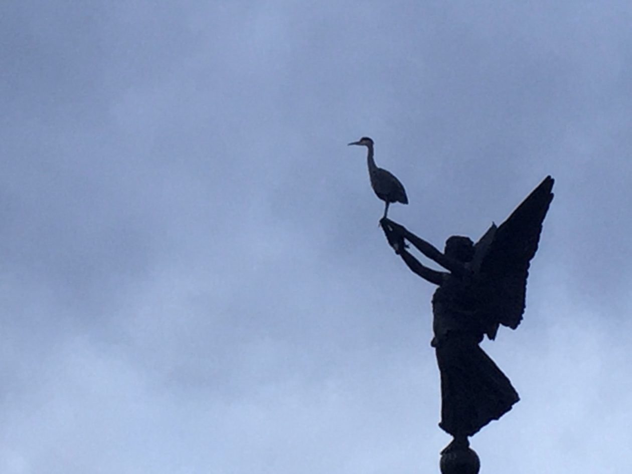 Heron on statue