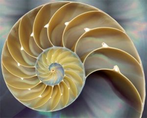 Fibonacci Sequence | UoDedu eportfolio