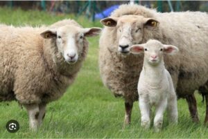 Sheep