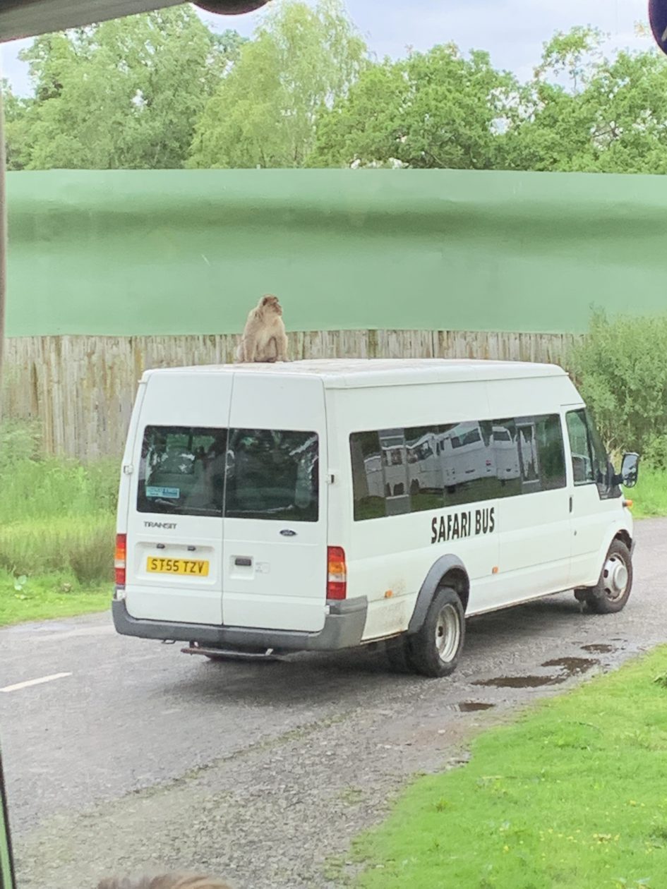 blair drummond safari park bus