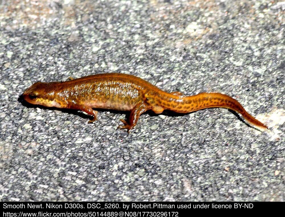 Smooth newt