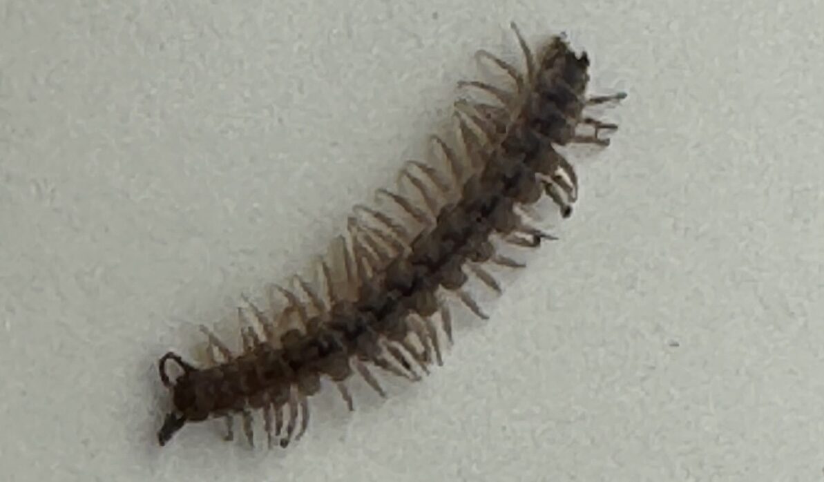 Millipede