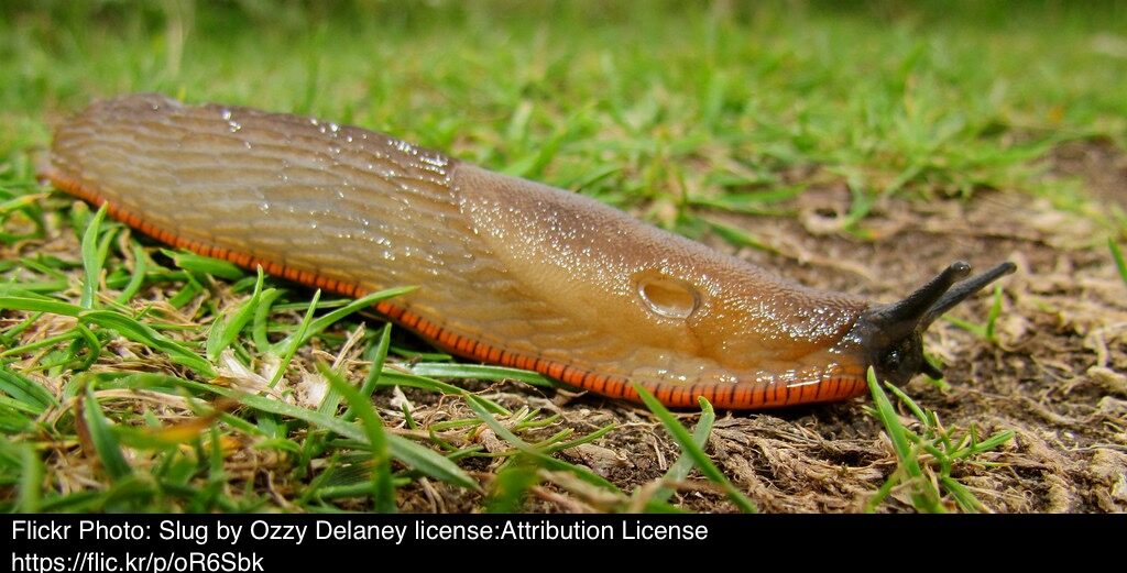 Slugs