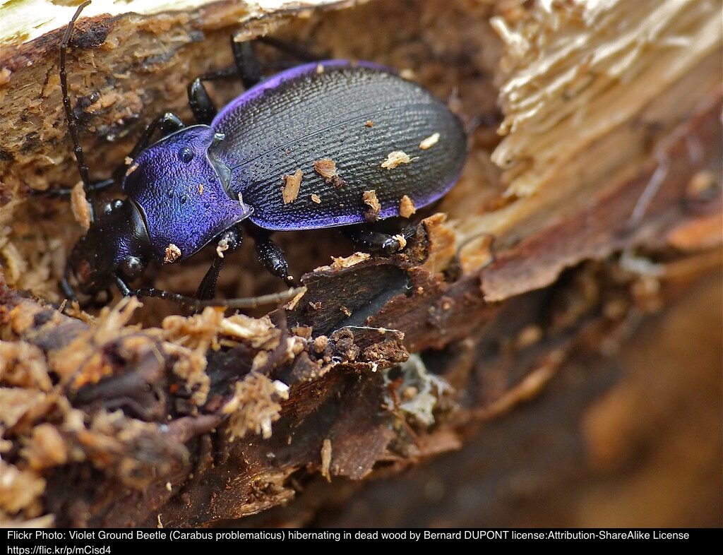 Violet Ground Beetle