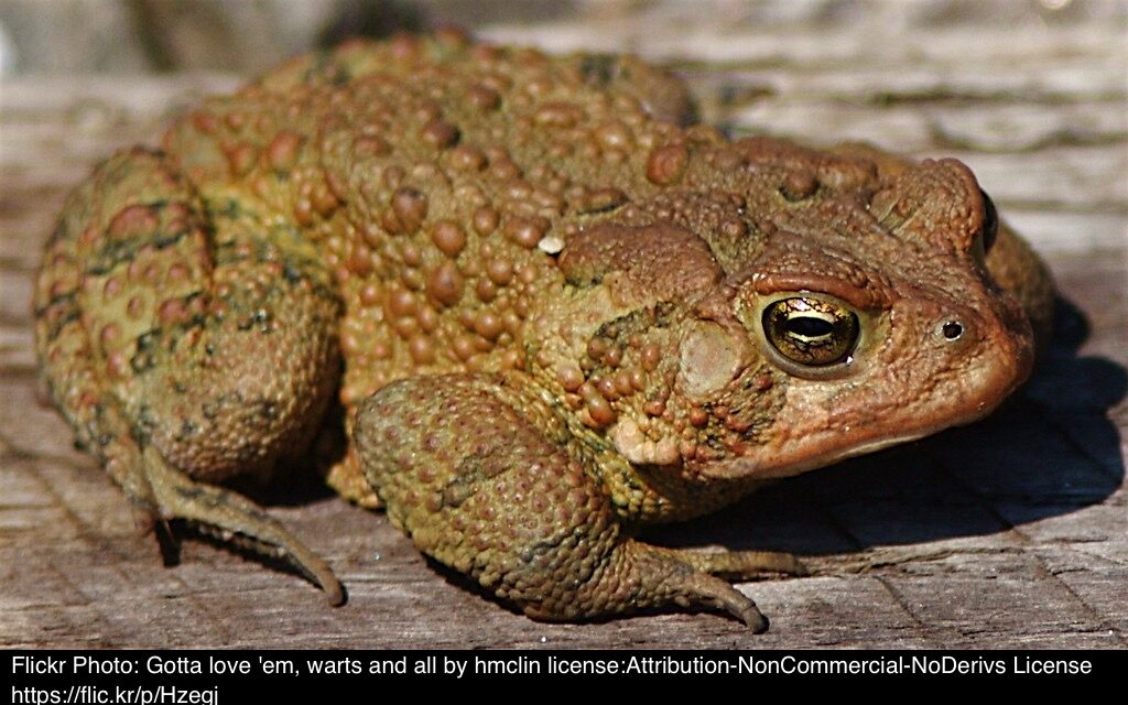 Toads🐸