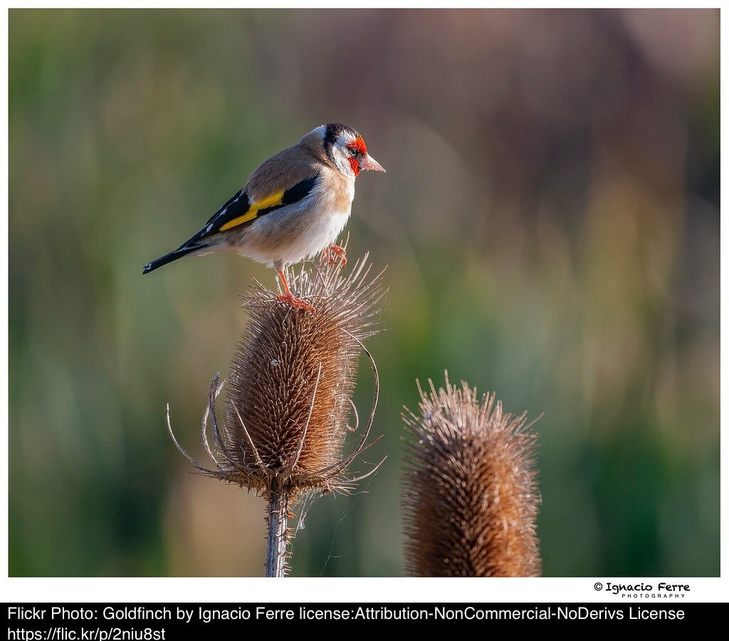 Goldfinch