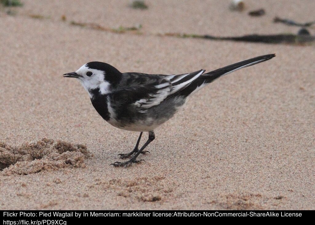 Pied wagtail