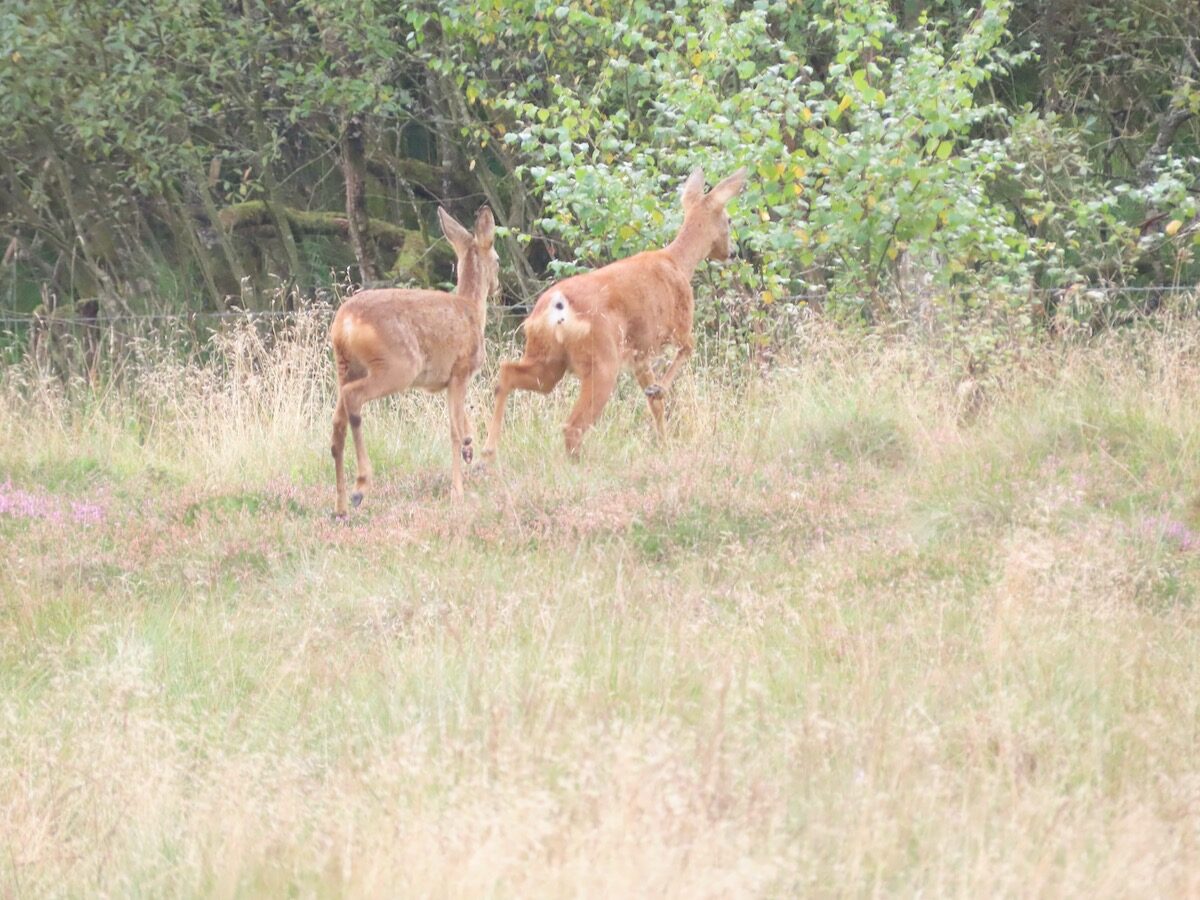 Roe Deer