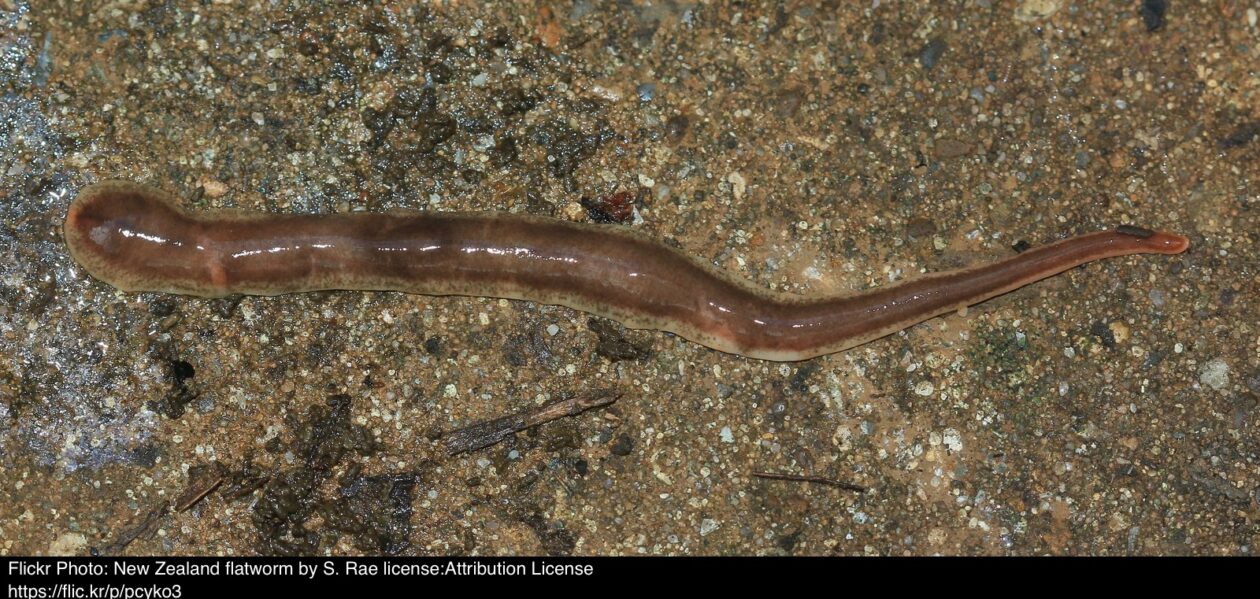 New Zealand Flatworm