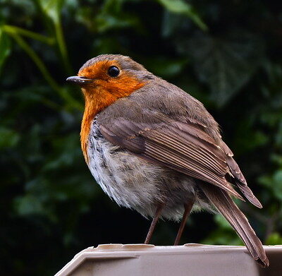 Robins