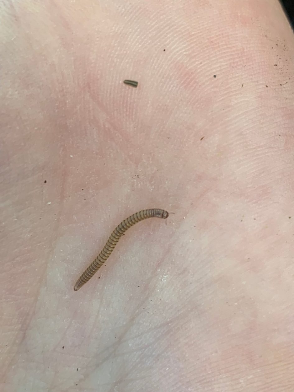 Young Millipede