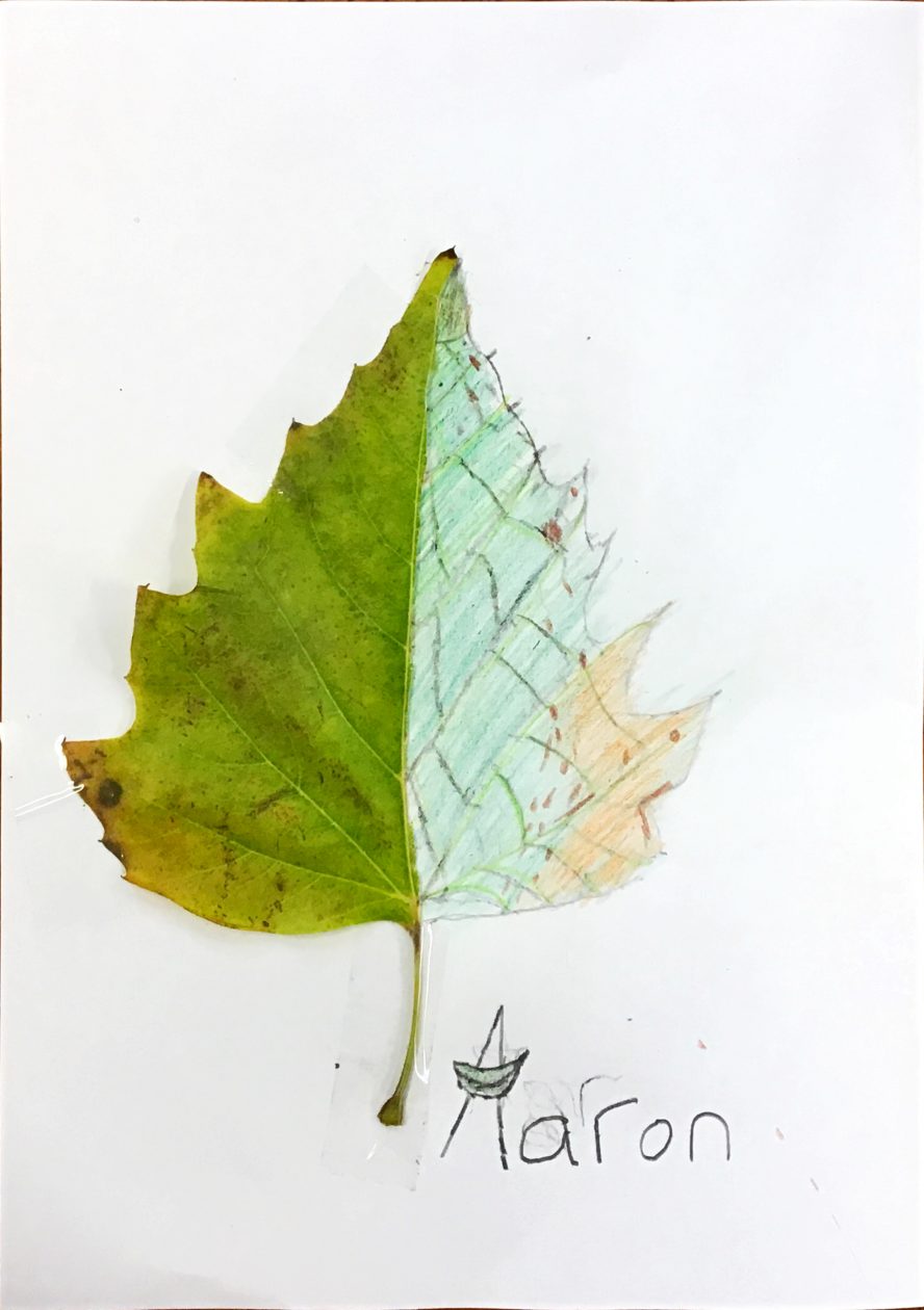 Leaf art- Aaron
