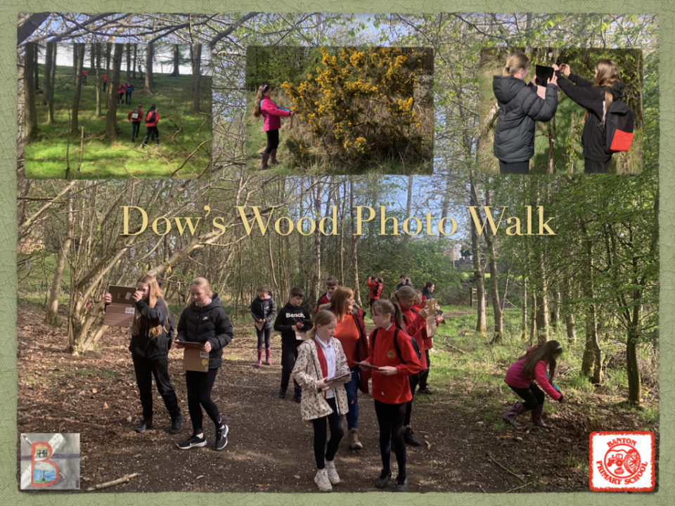 Dow’s Wood Photo Walk