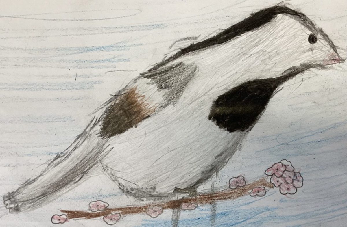 Pied wag tail drawing