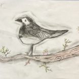 Pied wagtail art