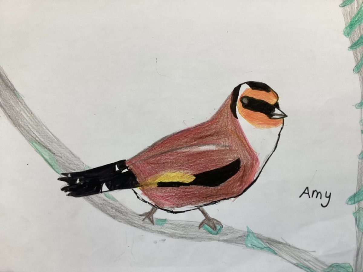 Goldfinch-Amy