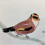 Goldfinch drawing
