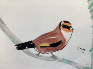 Goldfinch drawing