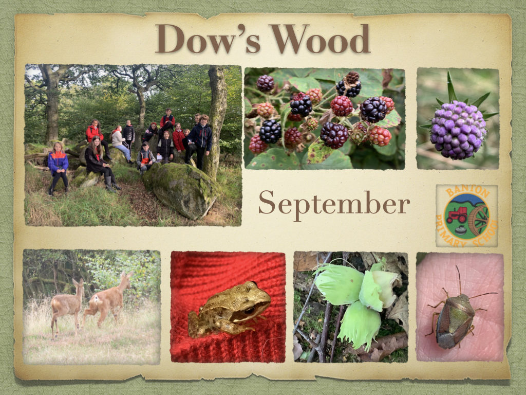 Dow’s Wood – September