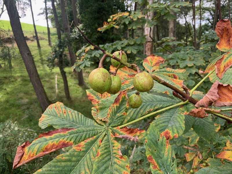 Conkers in the making