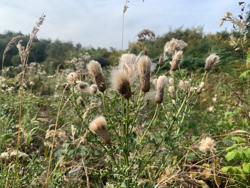 Thistle seeds