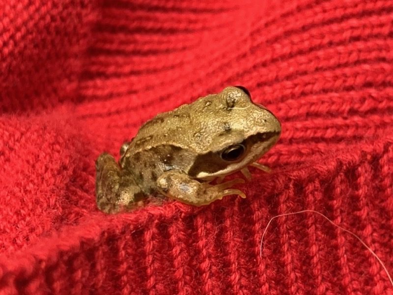 A tiny frog explores a jumper
