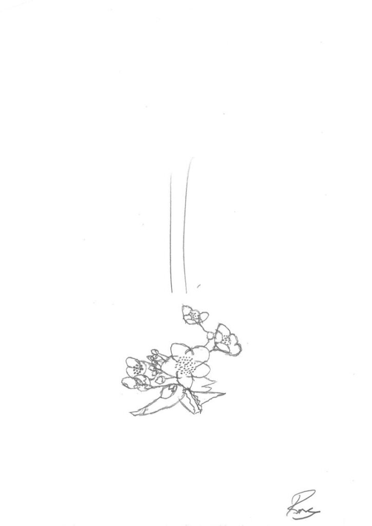 cherry blossom sketch