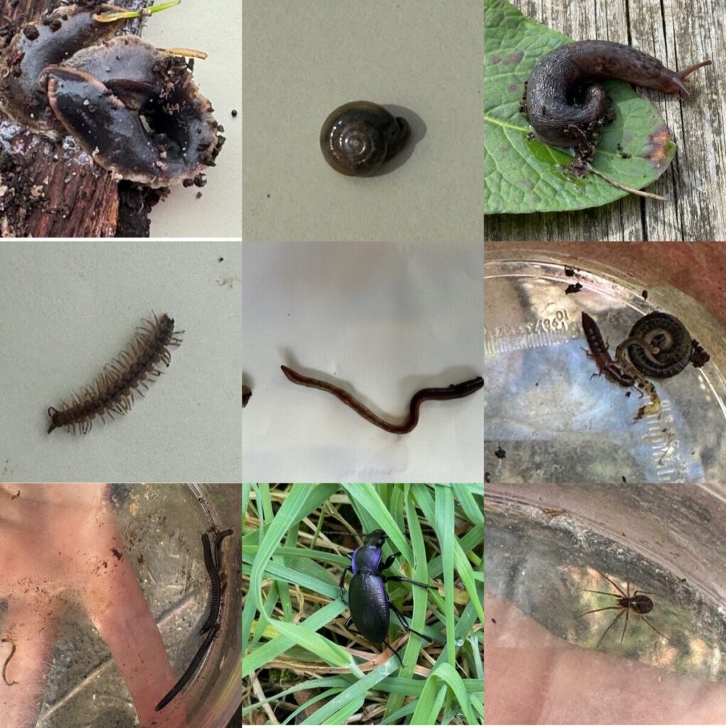 A 3x3 montage of creatures found in Banton. A flatwork, a snail, a slug, a millipede, an earthworm, a millipede and a earwig, creatures in a plastic box, a pilot ground beetle, a spider.