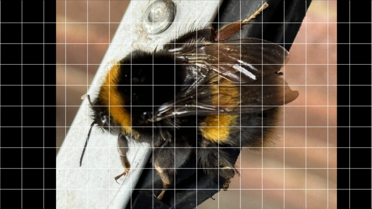 A buff tail bumble bee with a grid over the photo.
