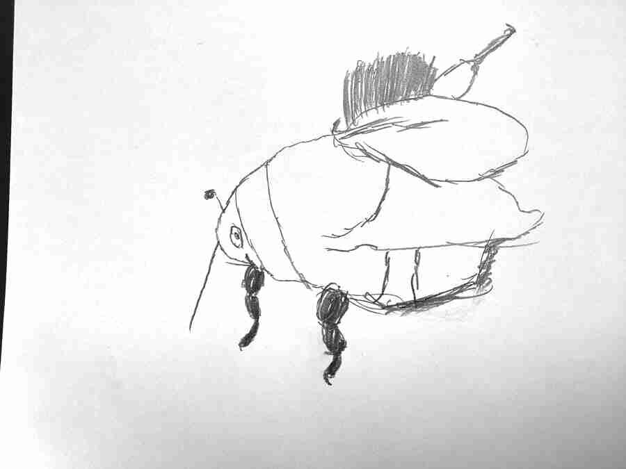 Pupil sketch of Buff Tailed Bumble Bee