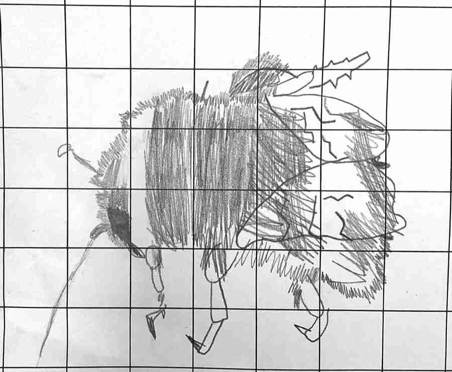 Pupil sketch of Buff Tailed Bumble Bee